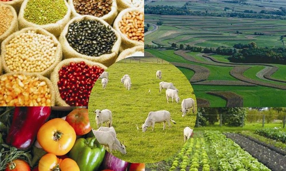 agropecuária