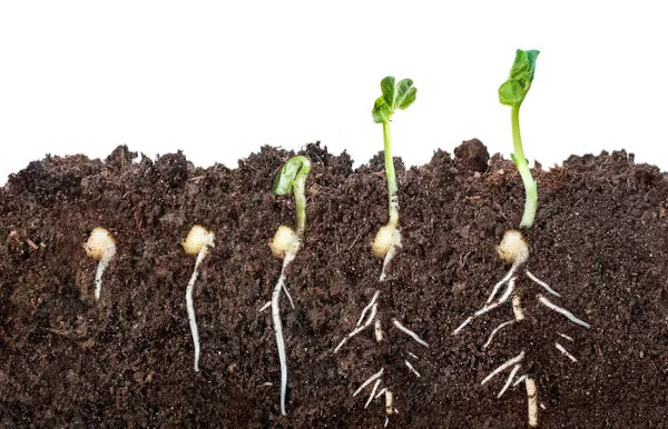 Germinação de sementes: O que é, material necessário